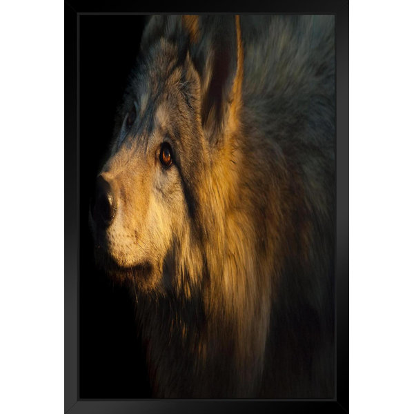 Latitude Run® Arctic Wolf Face Animal Portrait Photo Wolf Posters For Walls Posters Wolves Print